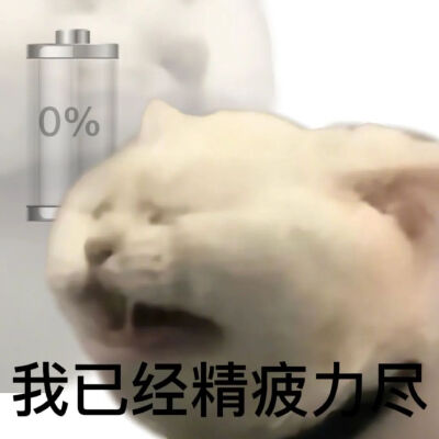 猫猫表情包