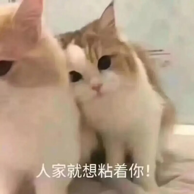 表情包