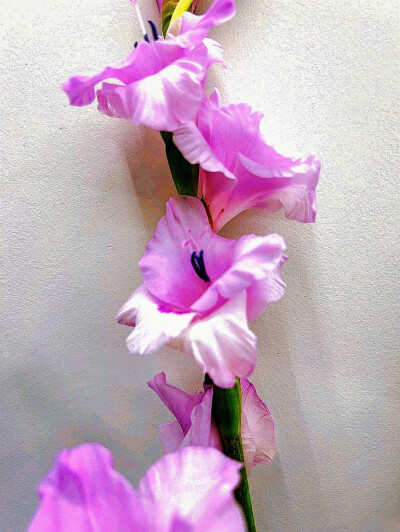 日常
花