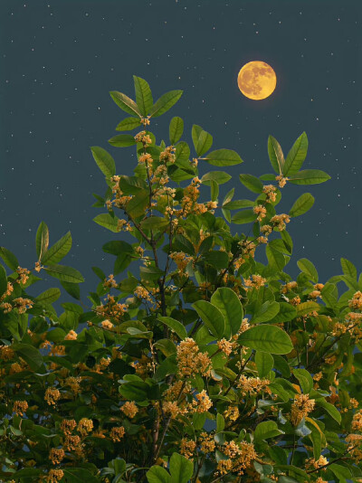 壁纸