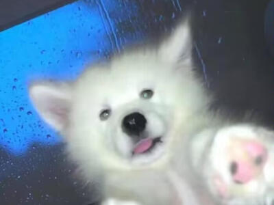 狐狸精还是萨摩耶？