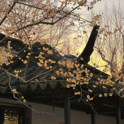 沅冬序
