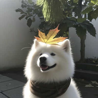 情侣头像