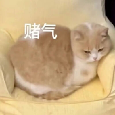 猫猫表情包