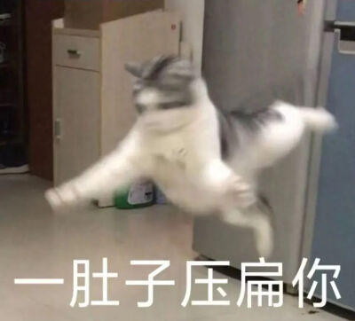 猫猫表情包