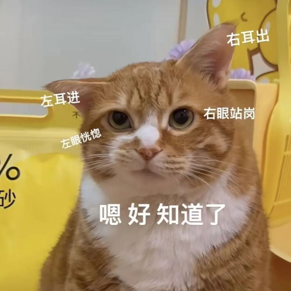 猫猫表情包