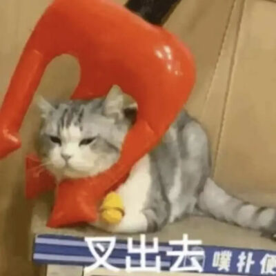 猫猫表情包
