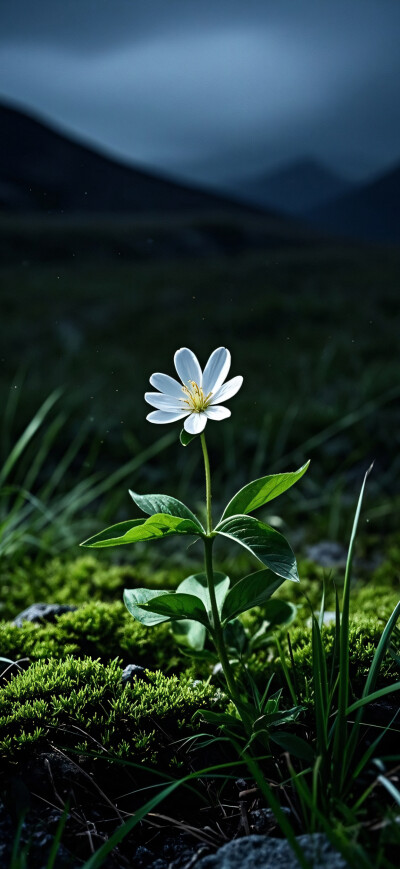 花儿