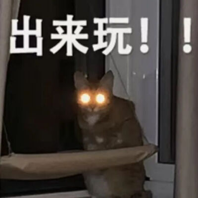 猫猫表情包