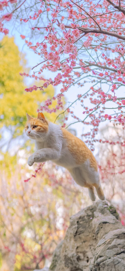 喵咪