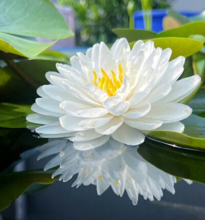 睡莲