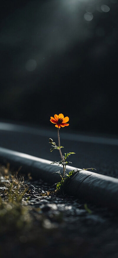 花儿