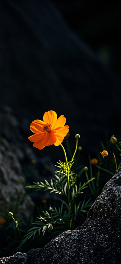 花儿