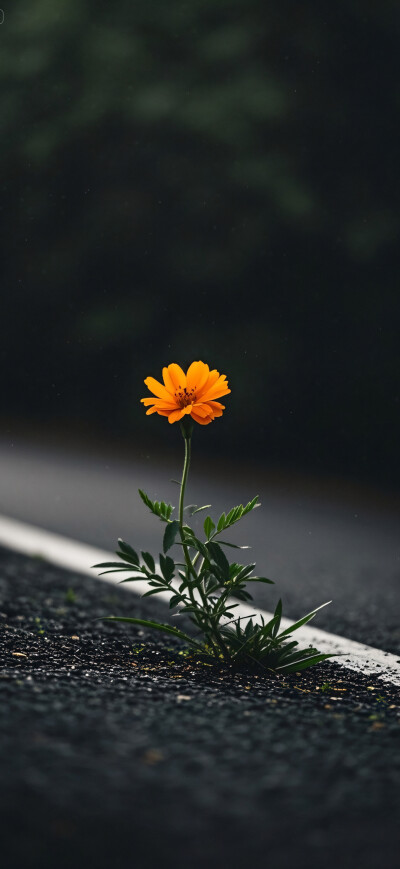 花儿