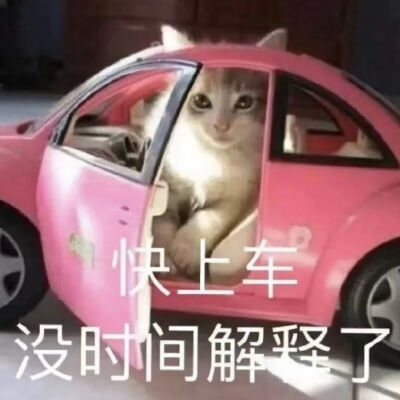 猫猫表情包