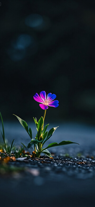 花儿