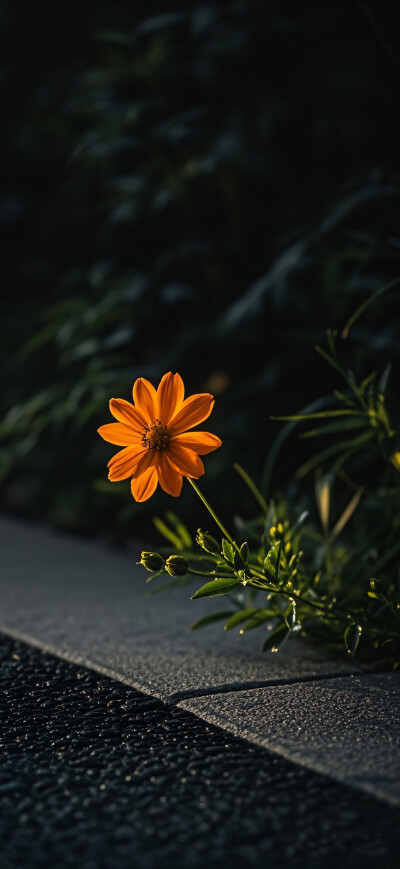 花儿