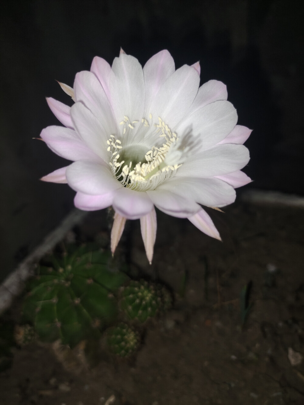 又开花啦！！