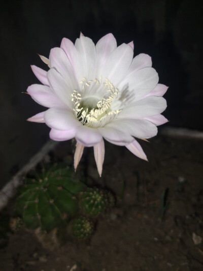 又开花啦！！