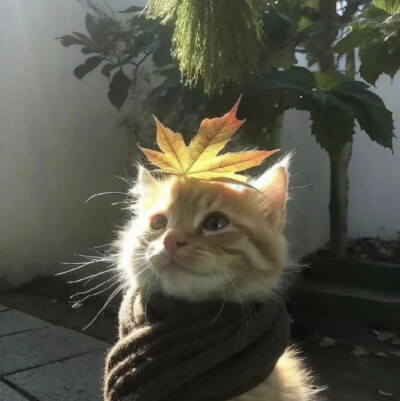 情侣头像