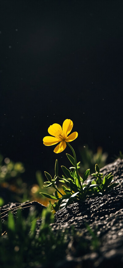 花儿