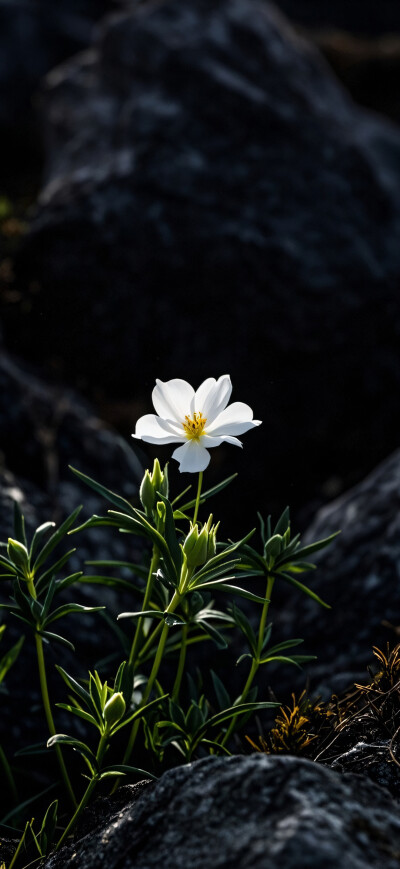 花儿
