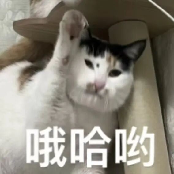 猫猫表情包