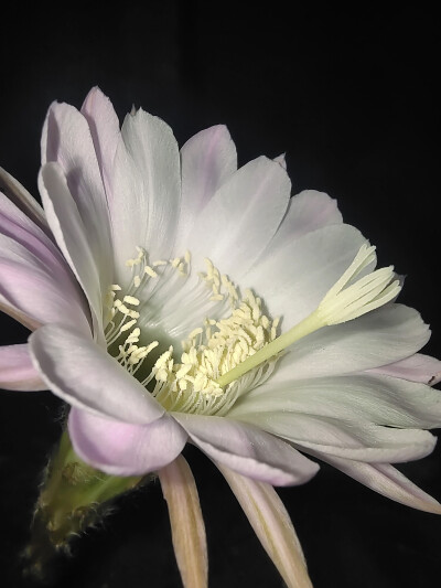 又开花啦！！