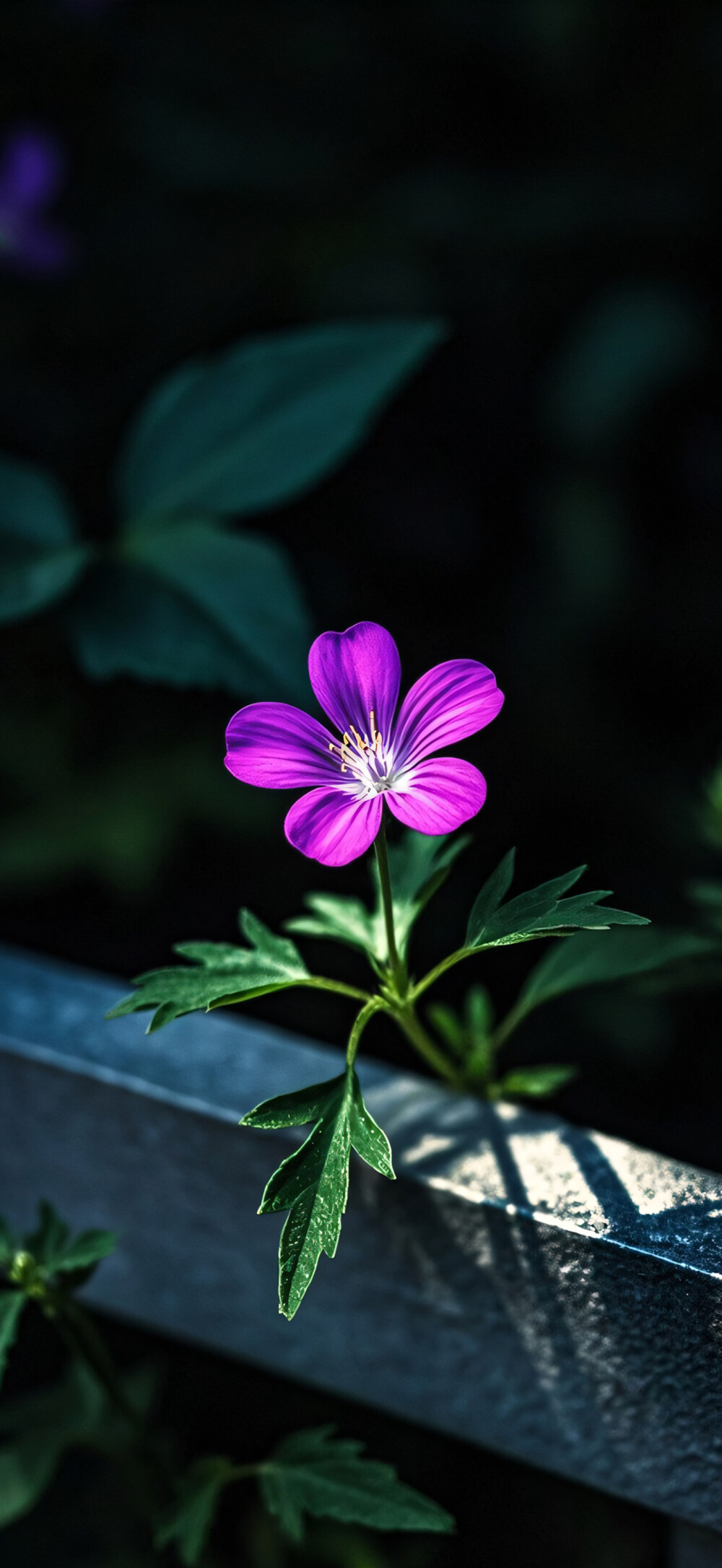 花儿