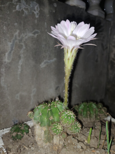 又开花啦！！