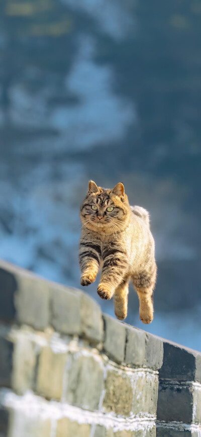 喵咪