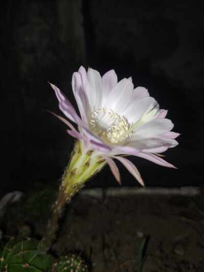 又开花啦！！