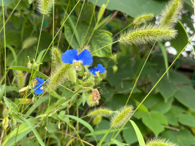 
前往法螺寺途中，各种见过和没见过的植物，物种特别丰富，喜欢研究绿植的可以走这条线路哦