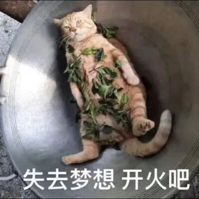 猫猫表情包