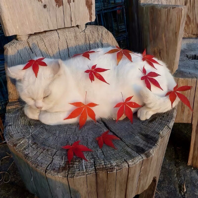图源ks：偷喝汽水