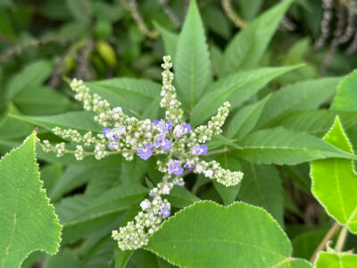 
前往法螺寺途中，各种见过和没见过的植物，物种特别丰富，喜欢研究绿植的可以走这条线路哦
