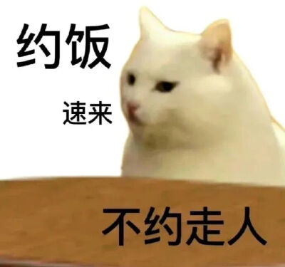 猫猫表情包