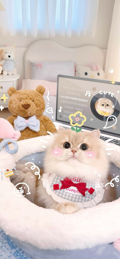 猫咪壁纸