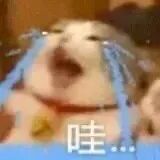 猫猫表情包