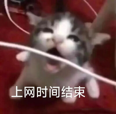 猫猫表情包