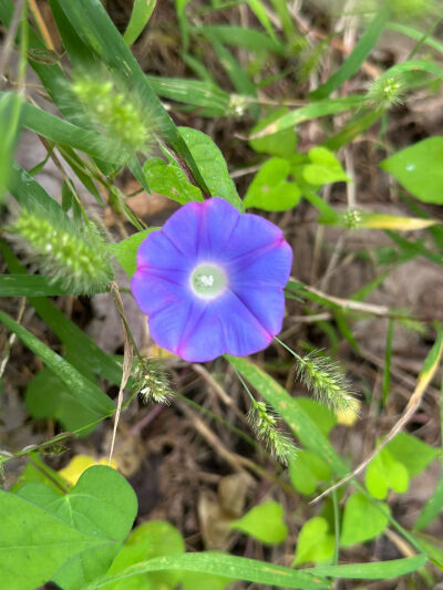 
前往法螺寺途中，各种见过和没见过的植物，物种特别丰富，喜欢研究绿植的可以走这条线路哦