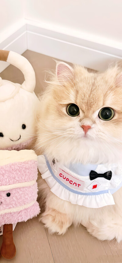猫咪壁纸