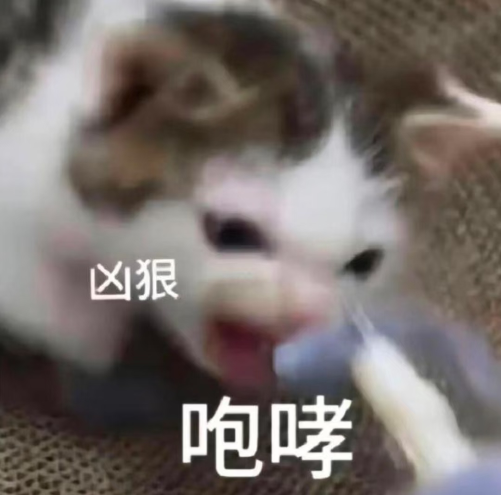 猫猫表情包