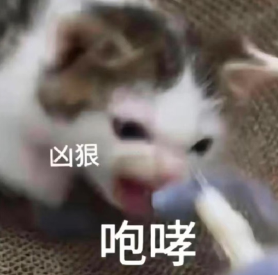 猫猫表情包