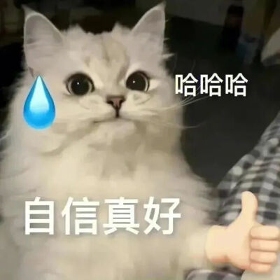 猫猫表情包