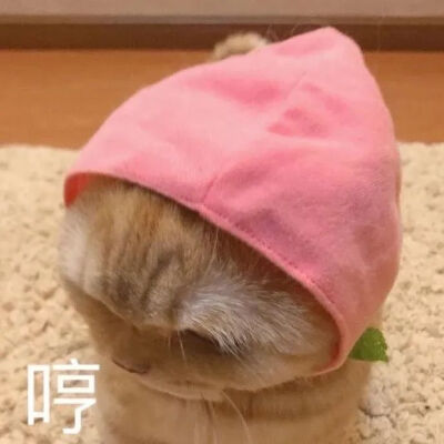 猫猫表情包