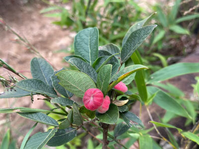 
前往法螺寺途中，各种见过和没见过的植物，物种特别丰富，喜欢研究绿植的可以走这条线路哦