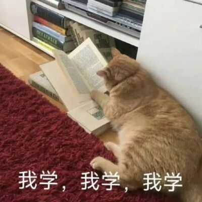 猫猫表情包