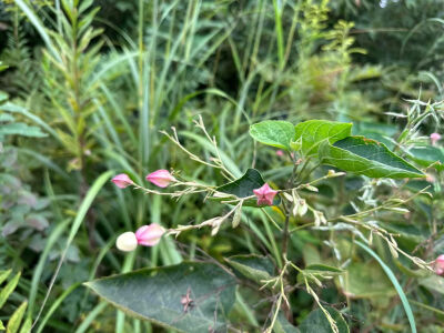 
前往法螺寺途中，各种见过和没见过的植物，物种特别丰富，喜欢研究绿植的可以走这条线路哦