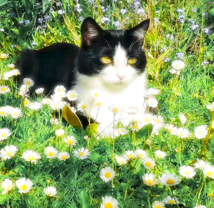 夏天将死的时候 我遇见了一只不会说爱的猫